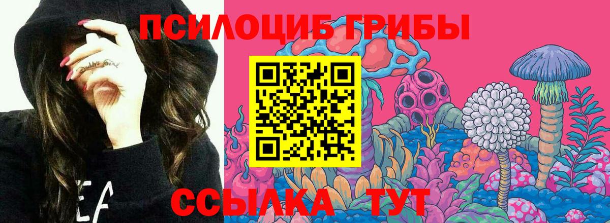 Галлюциногенные грибы Psilocybine cubensis Томск
